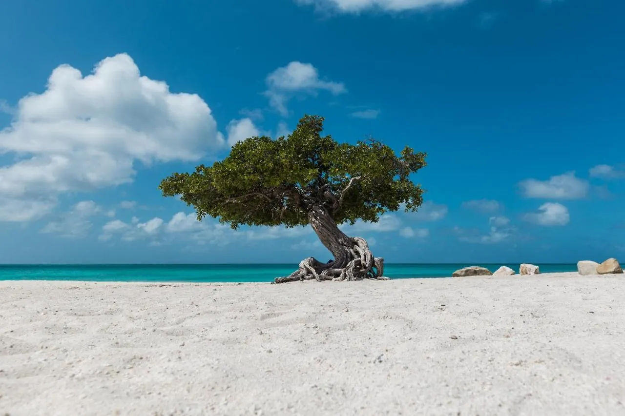 Ocean Front 8-Bedroom 7-Bath Sunset Views Malmok! Palm Beach Aruba